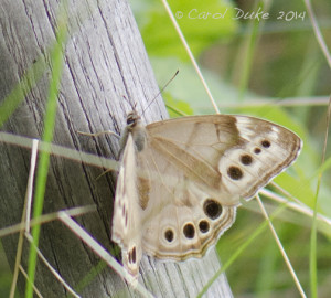 Northern Pearly Eye