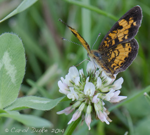 Pearl Crescent