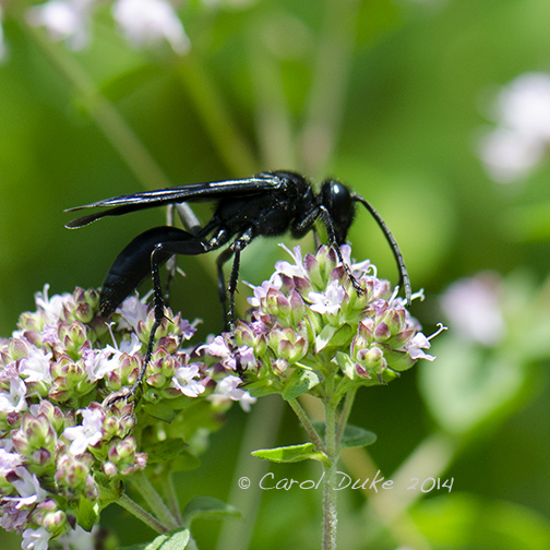 Blue Mud Dauber (Chalybion californicum)