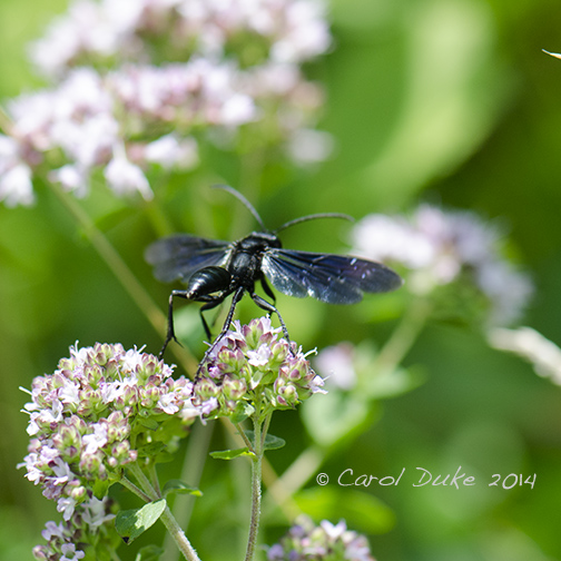 Blue Mud Dauber (Chalybion californicum)