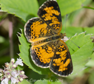 Pearl Crescent