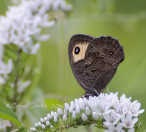Common Wood Nymph