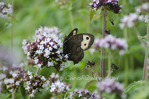 Common Wood Nymph
