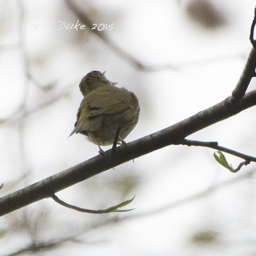 Ovenbird