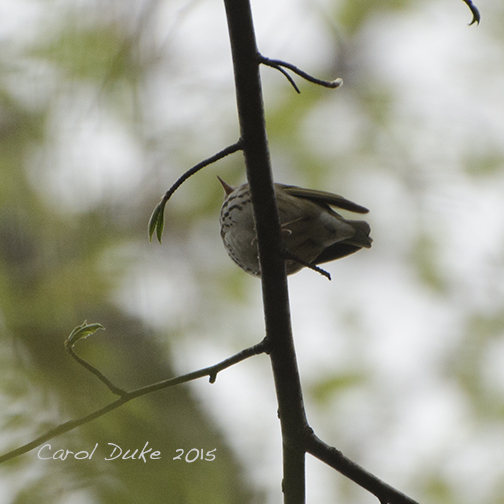 Ovenbird