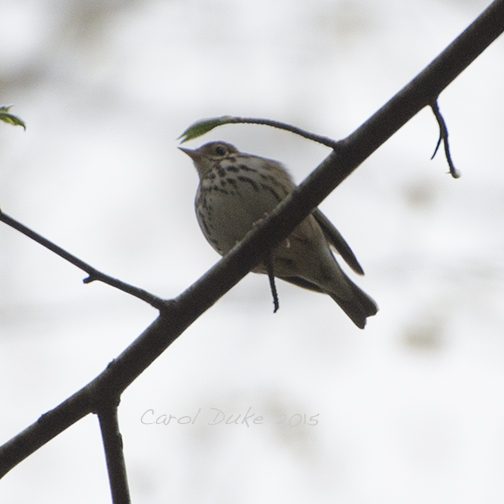 Ovenbird