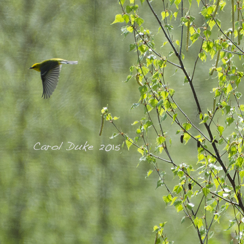 Blue-winged Warbler