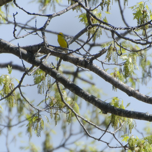 Blue-winged Warbler