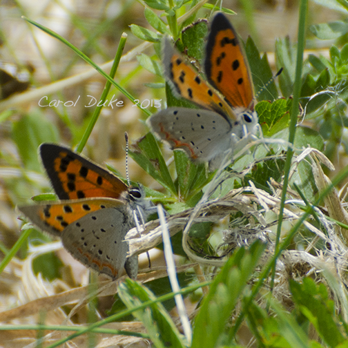 American Copper