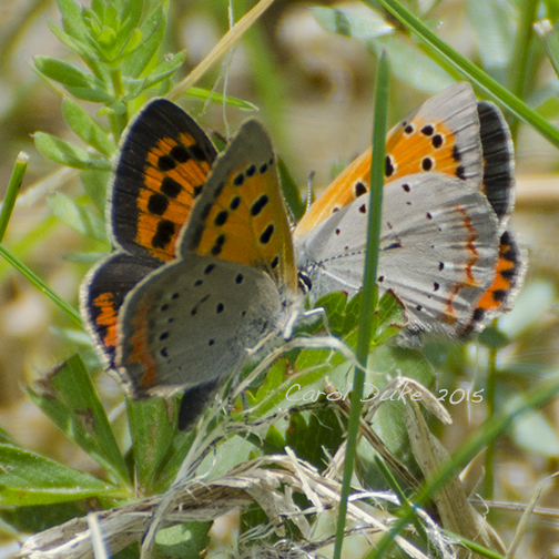 American Copper