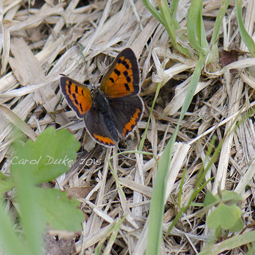 American Copper