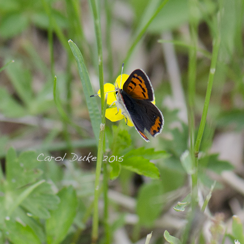 American Copper