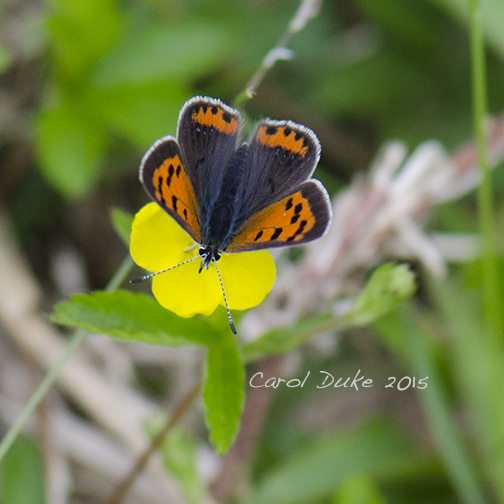 American Copper
