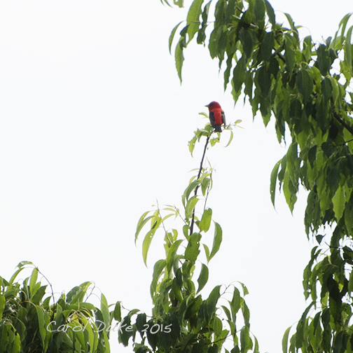 Scarlet Tanager