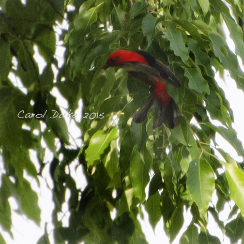 Scarlet Tanager
