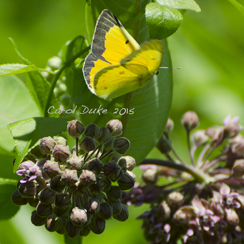Orange Sulphur on Milkweed