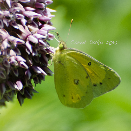 Orange Sulphur on Milkweed