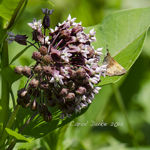 Milkweed and Skipper