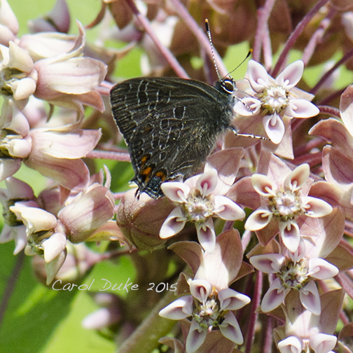 Striped Hairstreak on Milkweed