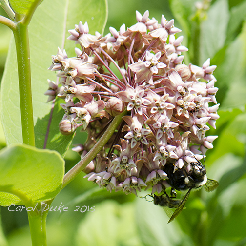 Milkweed and Bees