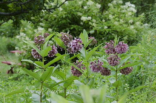 Milkweed (Asclepias syriaca)