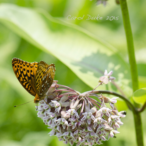 Great Spangled Fritillary on Milkweed