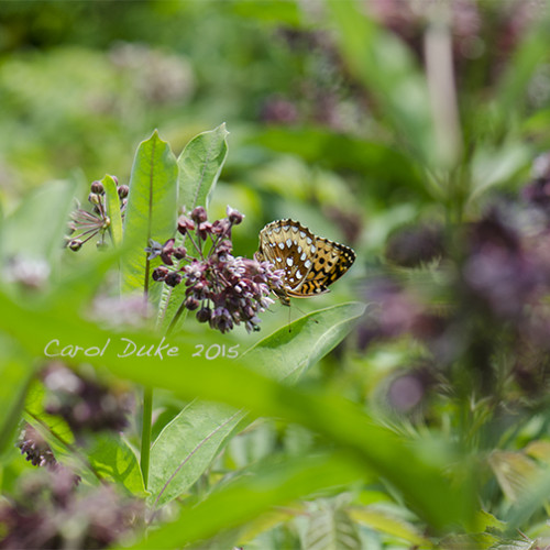 Great Spangled Fritillary on Milkweed