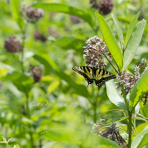 Tiger Swallowtail