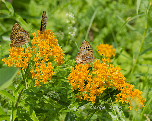 Milkweed tuberose and Fritillaries