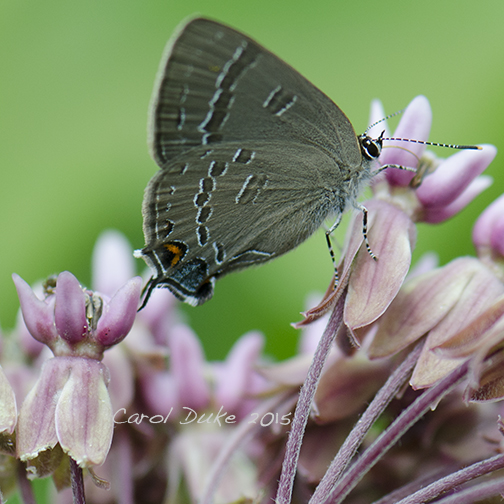 Banded Hairstreak on Milkweed