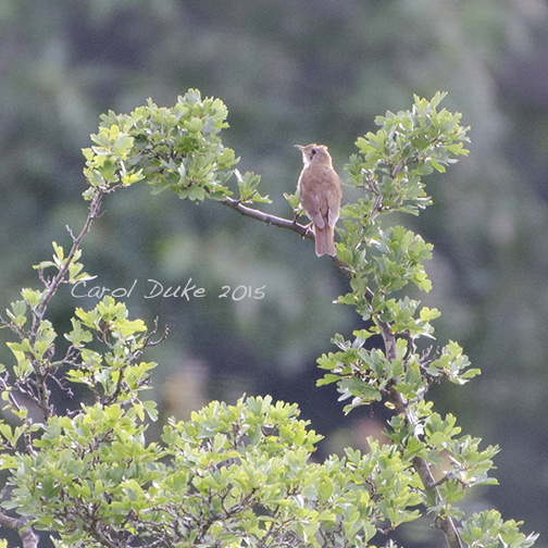 Veery