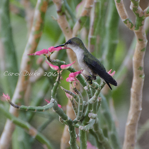 Jamaica hummingbird