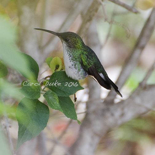 Jamaica hummingbird
