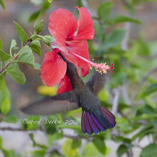 Jamaican Mango Hummingbird (Anthracothorax mango)