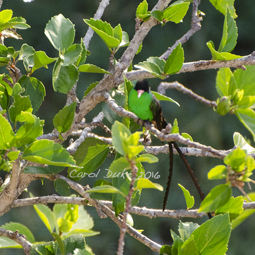 Hummingbirds - Red-billed Streamertail (Trochilus polytmus)