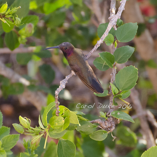 Jamaican Mango (Anthracothorax mango)