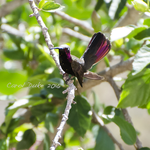 Jamaican Mango Hummingbird (Anthracothorax mango)
