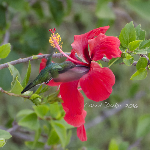 Red-billed Streamertail (Trochilus polytmus)