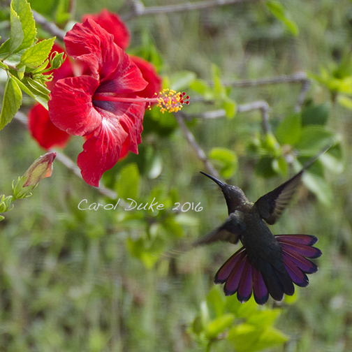 Jamaican Mango Hummingbird (Anthracothorax mango)