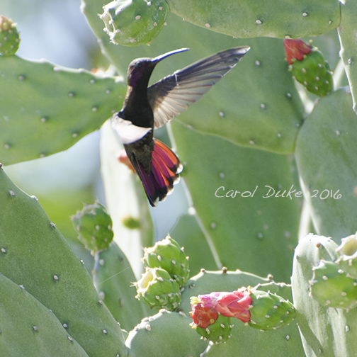 Jamaican Mango Hummingbird (Anthracothorax mango)