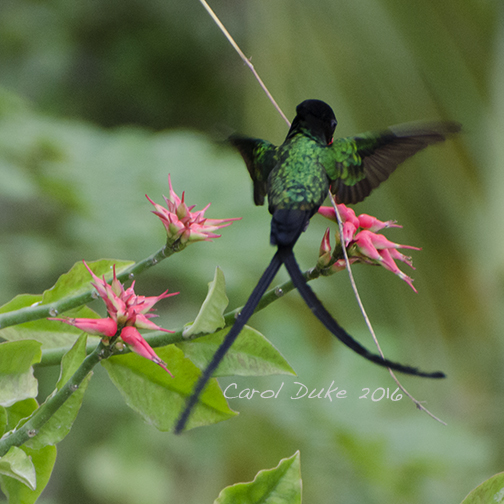 Hummingbirds - Red-billed Streamertail (Trochilus polytmus)