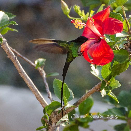 Hummingbirds - Red-billed Streamertail (Trochilus polytmus)