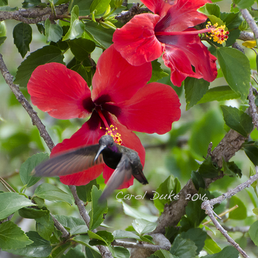 Jamaican Mango (Anthracothorax mango)