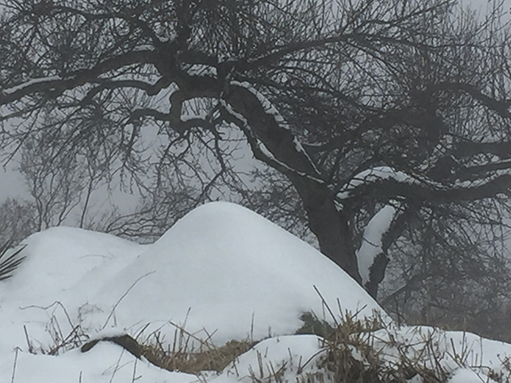 Rock Garden Apple Tree in Winter