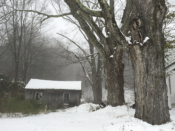 Giant Rock Maples and Sad Shed