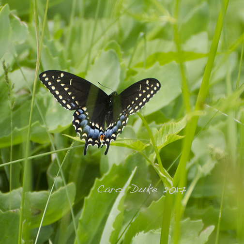 Female Black Swallowtail