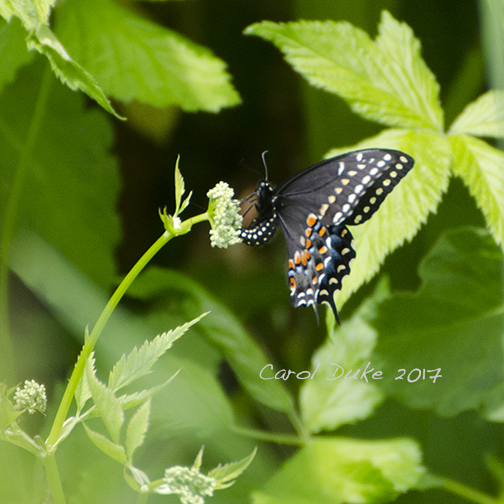 Black Swallowtail