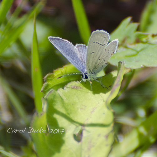 Eastern Tailed-Blue