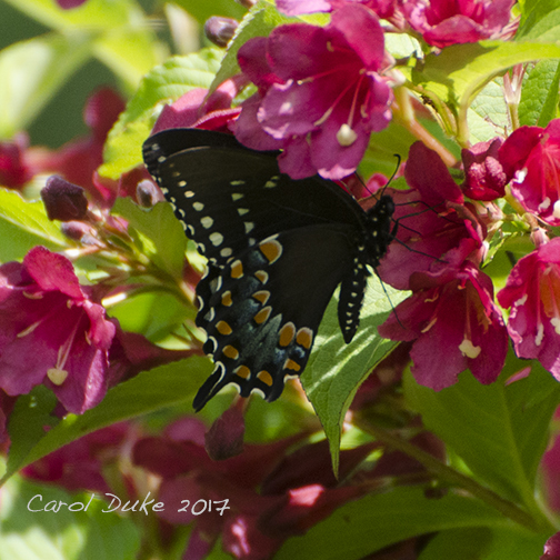Spicebush Swallowtail