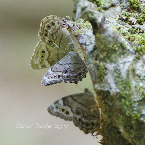 Northern Pearly Eye